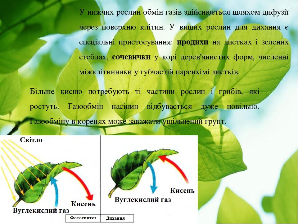 У нижчих рослин обмін газів здійснюється шляхом дифузії через поверхню клітин. У вищих рослин для дихання є спеціальні пристосування: продихи на ли...