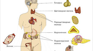 Гуморальна регуляція