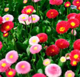 0200ol6r-38f7-260x252.png