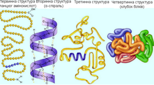 Малі та великі біомолекули
