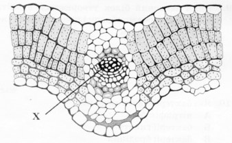 https://zno.osvita.ua/doc/images/znotest/22/2276/bio-prob-2013_16_2276.jpg