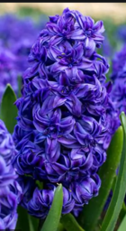0200osjd-5d49-140x256.png