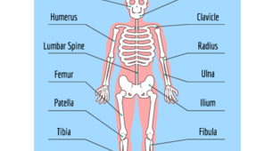 Skeleton