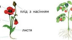 Узагальнення за темою 6 клас. 