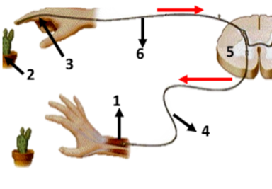 0200ovlo-b30e-384x267.png