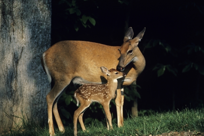 Animale: CAPRIOARA