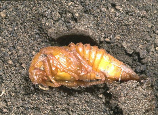 Carabusul de Mai - Melolontha melolontha - Blog Botanistii