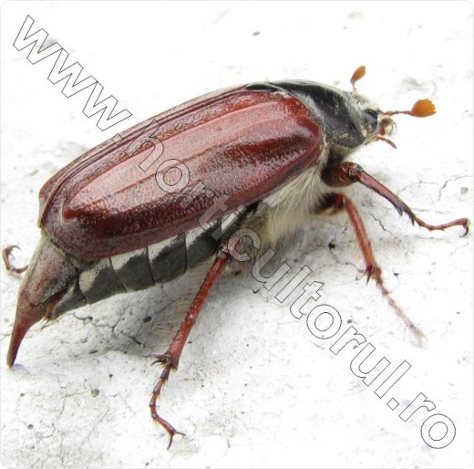 Carabusul de mai-Viermi albi (Melolontha melolontha) | Horticultorul.ro