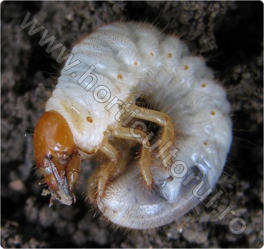 Carabusul de mai-Viermi albi (Melolontha melolontha) | Horticultorul.ro