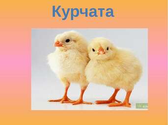 0200p1vb-ffdb-342x256.jpg