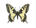 0200p25w-cc4c-124x98.png