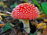 0200p63r-46f2-159x119.jpg
