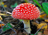 0200p63r-46f2-159x119.jpg