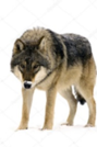 0200p8cc-0a2b-89x134.png