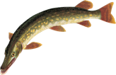 0200p8ef-c110-164x106.png