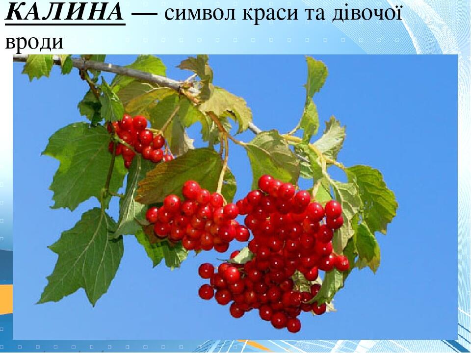 Что символизирует калина