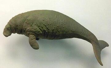 https://upload.wikimedia.org/wikipedia/commons/5/5a/Em_-_Hydrodamalis_gigas_model.jpg