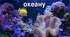 Презентація до уроку географії у 6 класі " Ресурси Світового океану"