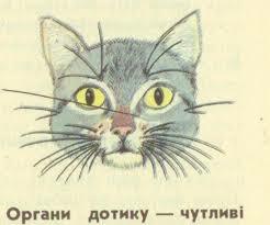 Біологія » Архив сайта » Нервова система, органи чуттів і поведінка ссавців