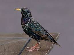 Шпак (Sturnus vulgaris, обыкновенный скворец) — Птахи України