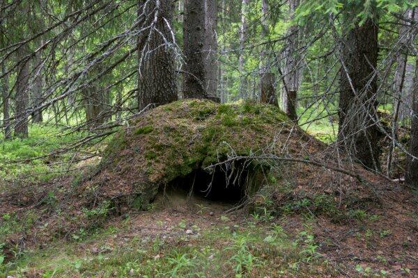 ᐈ Картинка берлога фотографии, картинки берлога | скачать на Depositphotos®