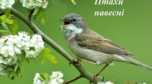 Презентація з "Я досліджую світ" на тему "Птахи навесні"