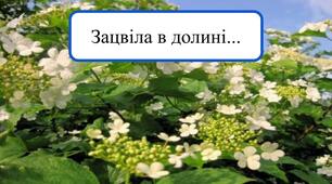 Пісня "Зацвіла в долині червона калина"