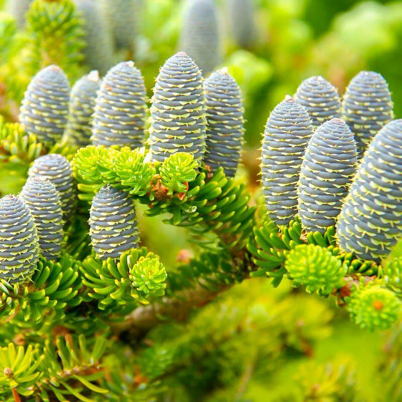 🌲 Хвойні рослини можна зустріти в альпійських горах, рокарії, групових і одиночних композиціях. Ялини, сосни, ялиці, туї від… | Cactus plants, Plant leaves, Plants