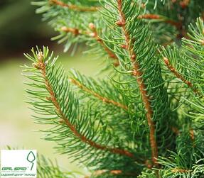 Ялина звичайна 'Купрессіна' - Picea abies 'Cupressina', ціна | ГалСад
