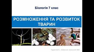 РОЗМНОЖЕННЯ ТВАРИН 