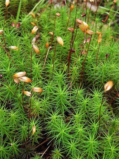 Родина Політрихові (Polytrichaceae) опубліковано Dec 5, 2016, 8:50 AM Наталия Корзун [ оновлено Jan 31, 2017, 10:26 AM ] Зозулин льон (Polytrichum commune) Похожее изображение Картинки по запросу Зозулин льон фото Ви, звичайно, не ...