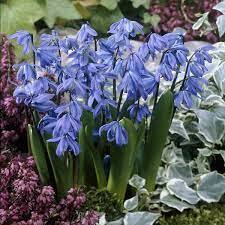 Купити Пролісок Siberica в Україні в Matla Flowers