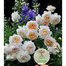 Роза Crocus Rose (Крокус Роуз) Austin | Парк Цветов Украина