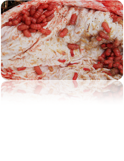 0200pu7c-e291-394x513.png