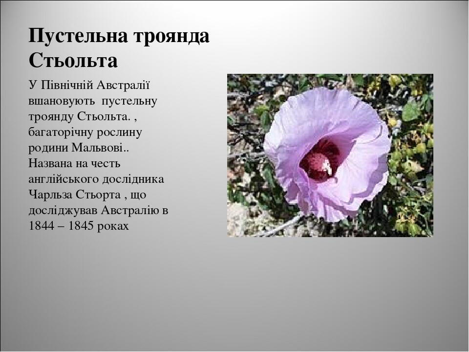 Презентація "Рослини - символи Австралії" | Презентація. Географія