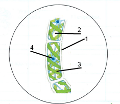 0200pwlk-b777-235x205.png