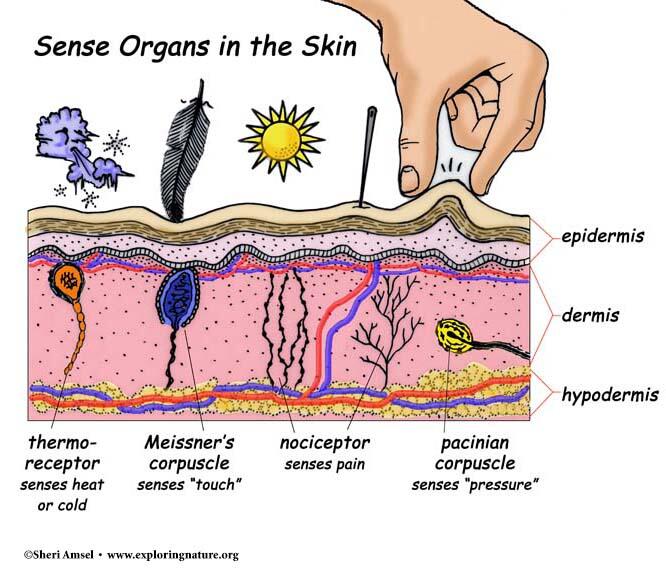 Integumentary System Overview