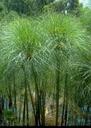 Выращивание папируса (Papyrus) для украшения интерьеров квартир —  FloraPrice.Ru