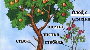 Урок "Будова рослин.Спостереження за етапами розвитку рослин. Догляд за рослинами."