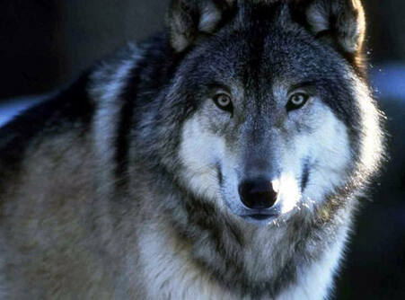 0200q13n-895c-451x334.jpg
