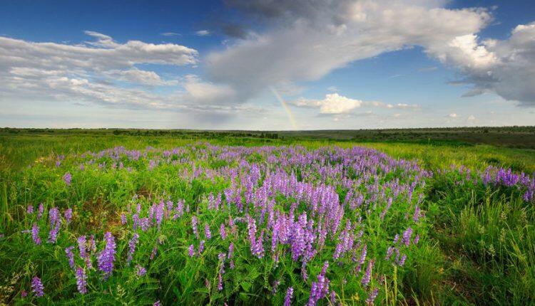 Єланецький зповідний степ розорали під соняшник