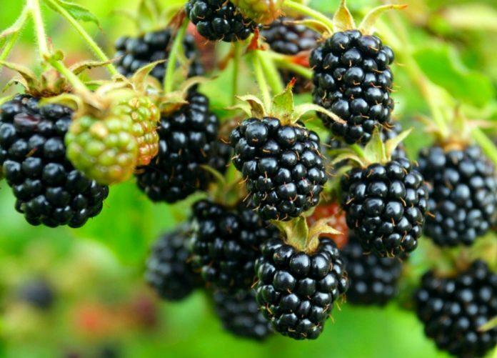 В Україні зростає промислове виробництво ожини – AgroNews