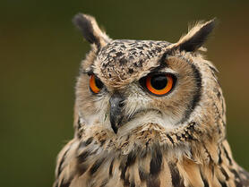 Пугач (Bubo bubo) :: Пернаті друзі, птахи України, орнітологія ::
