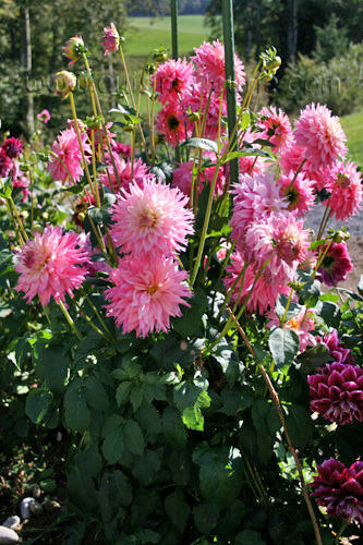 Георгины/Dahlias