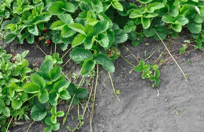 Polloni, stoloni e la differenza con i succhioni. - Un Fiore da Blog