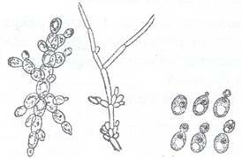 INMULTIREA PLANTELOR