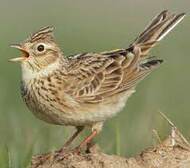 Жайворонок польовий (Alauda arvensis) | Animals, Projects to try, Tri