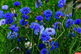0200qa18-f3fe-278x185.jpg