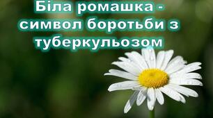 " ДЕНЬ  БІЛОЇ РОМАШКИ"