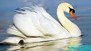 0200qc15-45f8-300x168.jpg